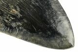 Serrated, Fossil Megalodon Tooth - Indonesia #279184-3